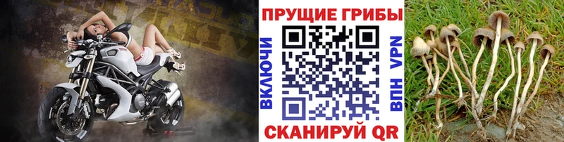 Псилоцибиновые грибы Cubensis Купить где Борзя